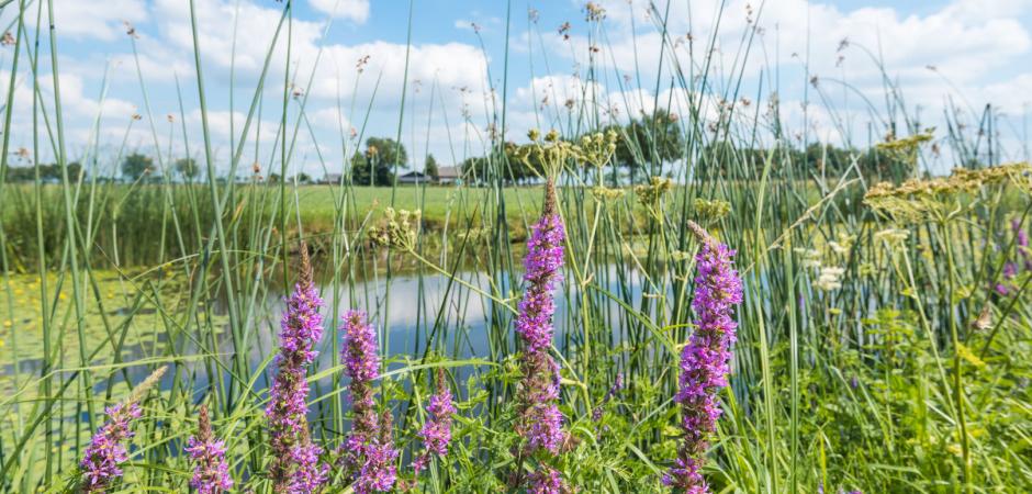 Biodiversiteit