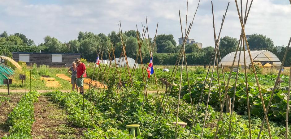 Stadslandbouw Mooieweg