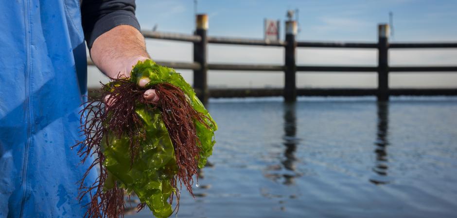 Een persoon met zeewier in de hand