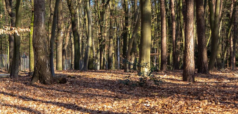 Een bos in Nederland