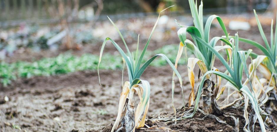 Prei in een moestuin