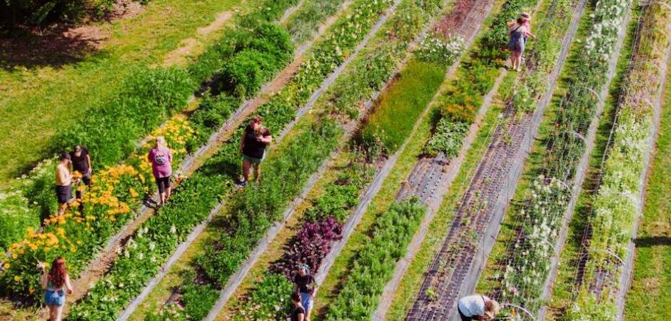 Moestuin waarin mensen werken