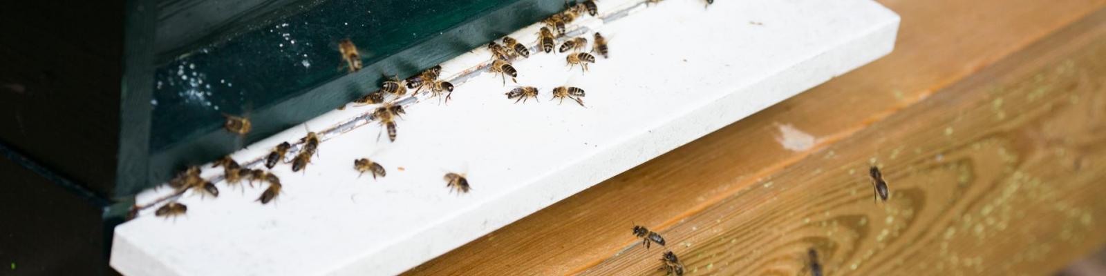 biodiversiteit bijenkast 