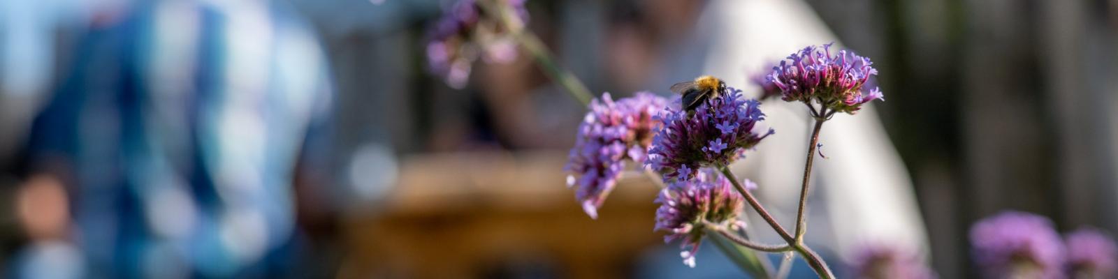 Bloem voor een picknicktafel