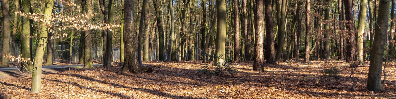 Een bos in Nederland