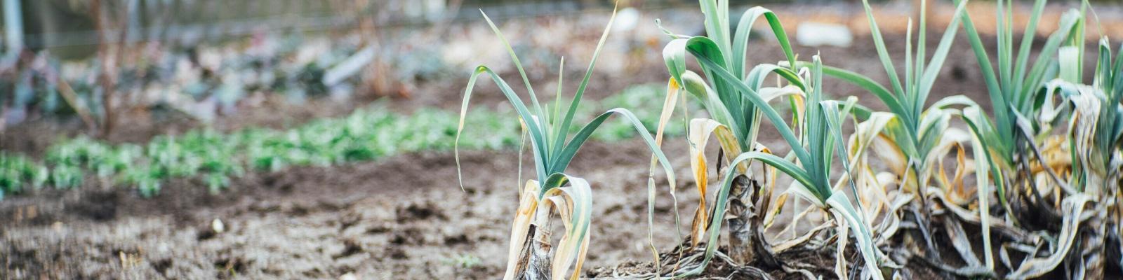 Prei in een moestuin