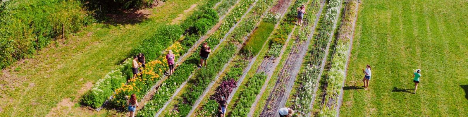 Moestuin waarin mensen werken